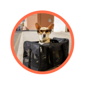 Pet Travel: Transport Bags and Boxes