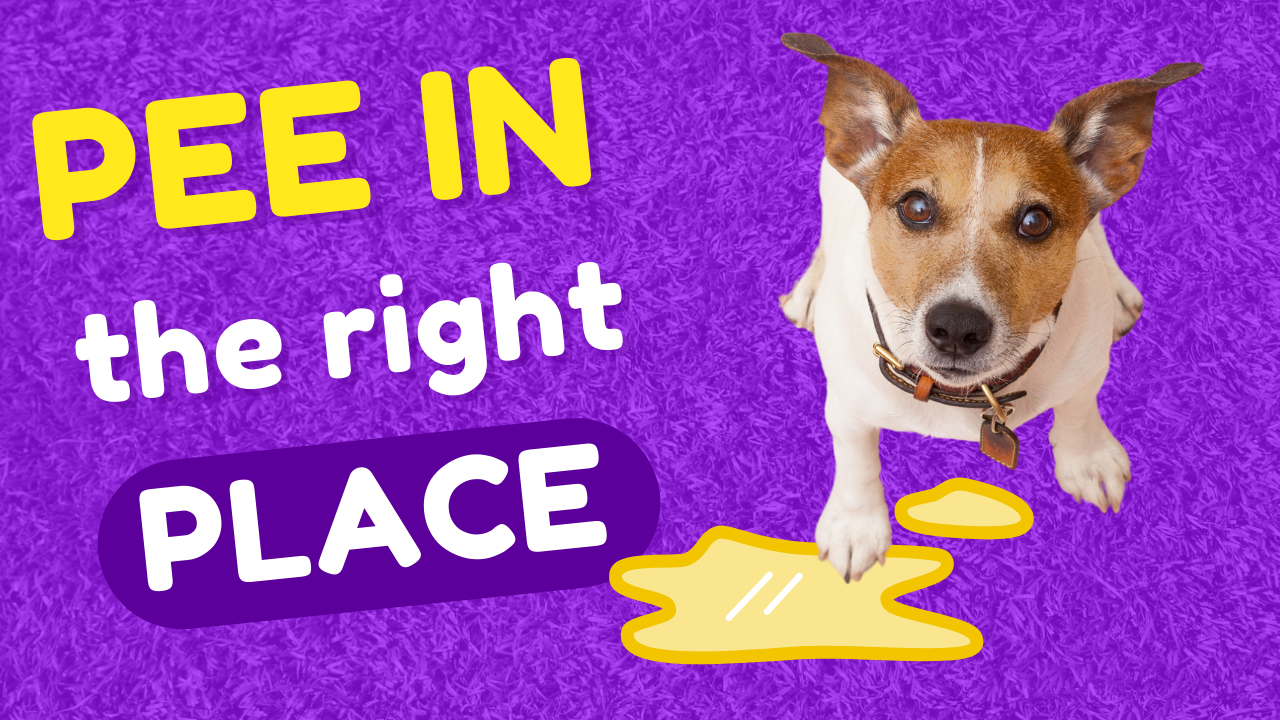 How to Train Your Puppy to Pee on the Pad: A Step-by-Step Guide