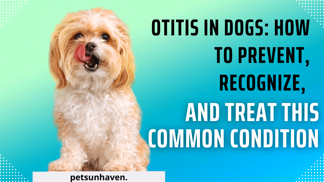 Otitis in Dogs: How to Prevent, Recognize, and Treat This Common Condition