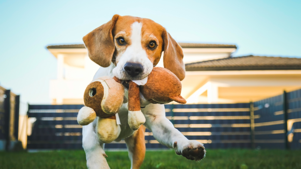 Dog Play: The Importance of Playtime for Pets