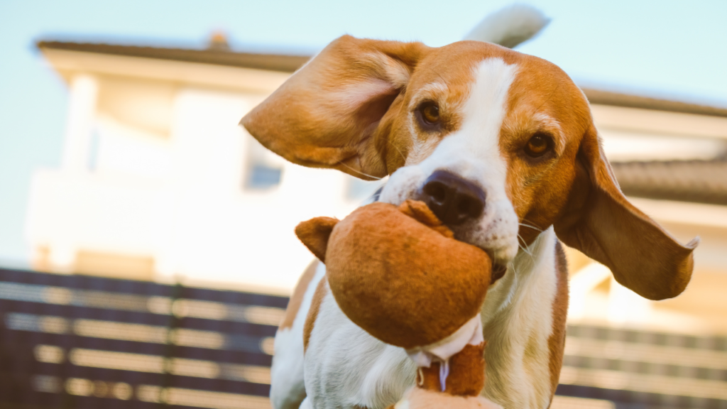 Dog Play: The Importance of Playtime for Pets