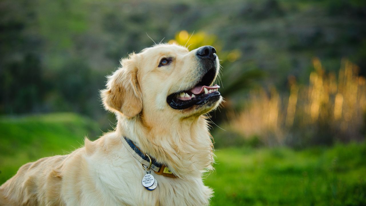 Pet Health: How to Keep Your Pet Healthy and Protected from Diseases