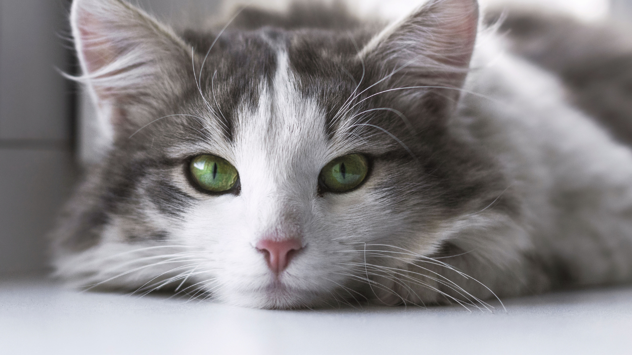 Feline Parvovirus: Everything You Need to Know About the Disease!