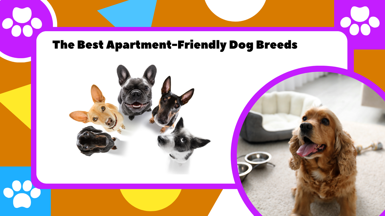 The Best Apartment-Friendly Dog Breeds