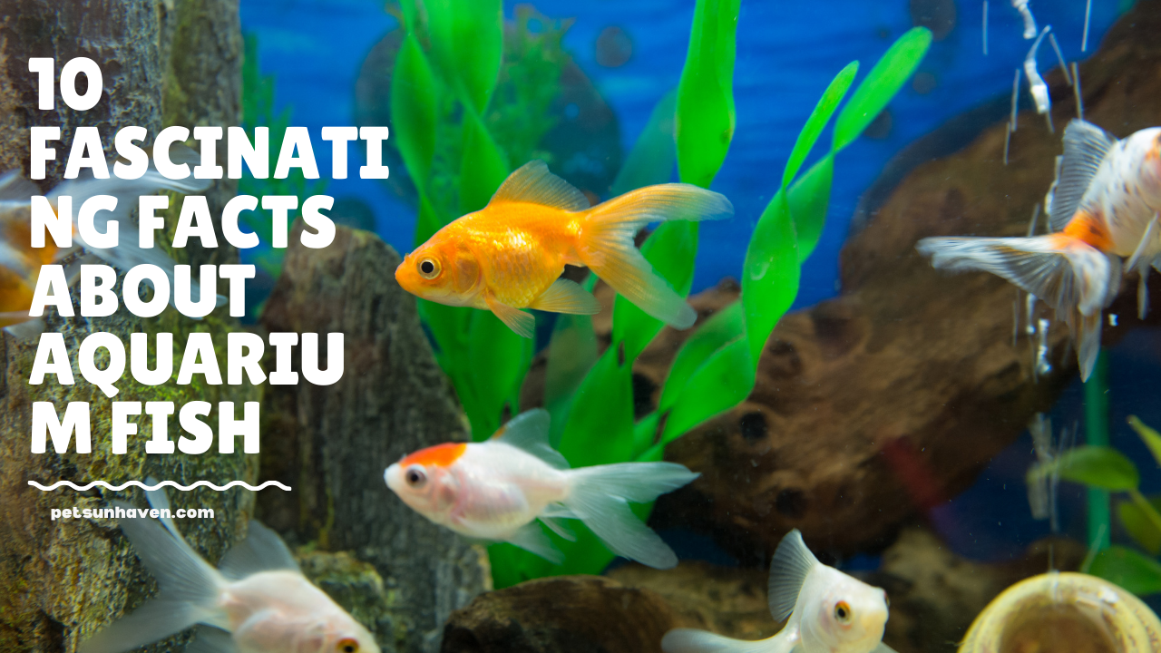 10 Fascinating Facts About Aquarium Fish