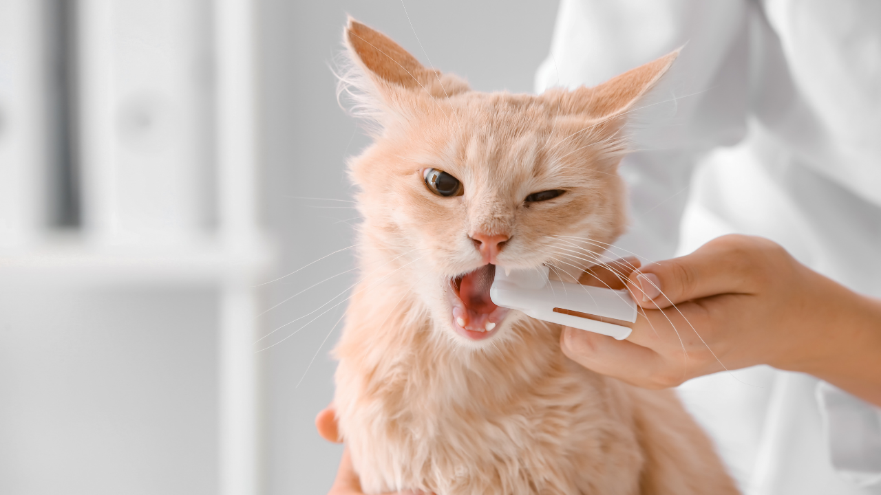 Foods That Can Ruin Your Pet’s Teeth